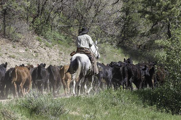 Herding cattle 
