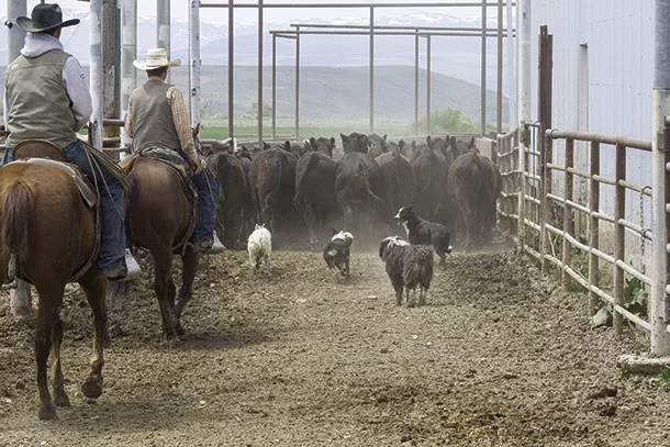 Moving cattle