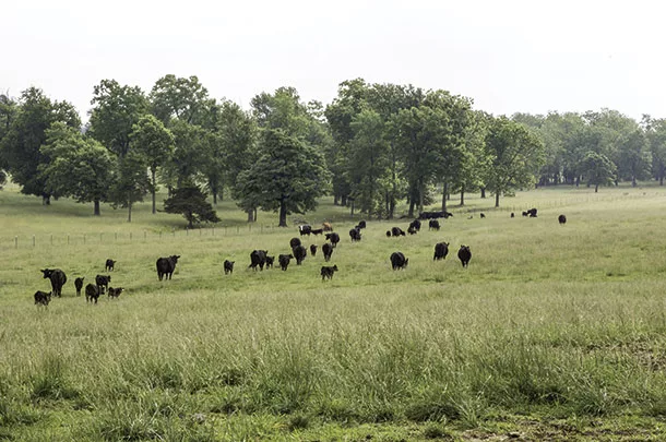 Cattle grazing