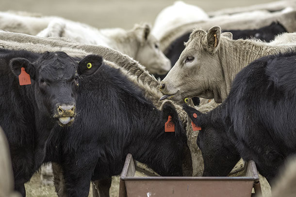 Cattle and the feed bin