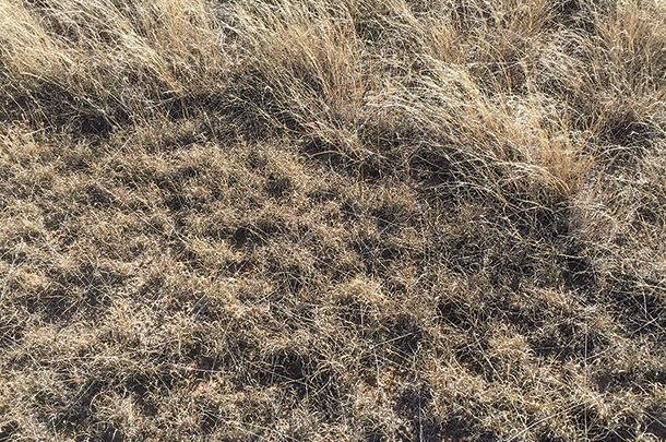 Buffalograss and blue grama are selected by livestock