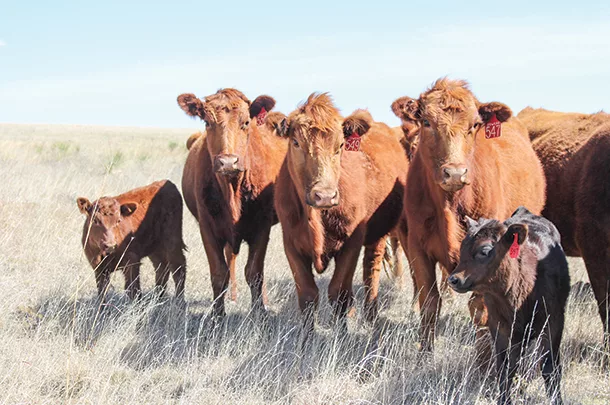 Cattle grazing