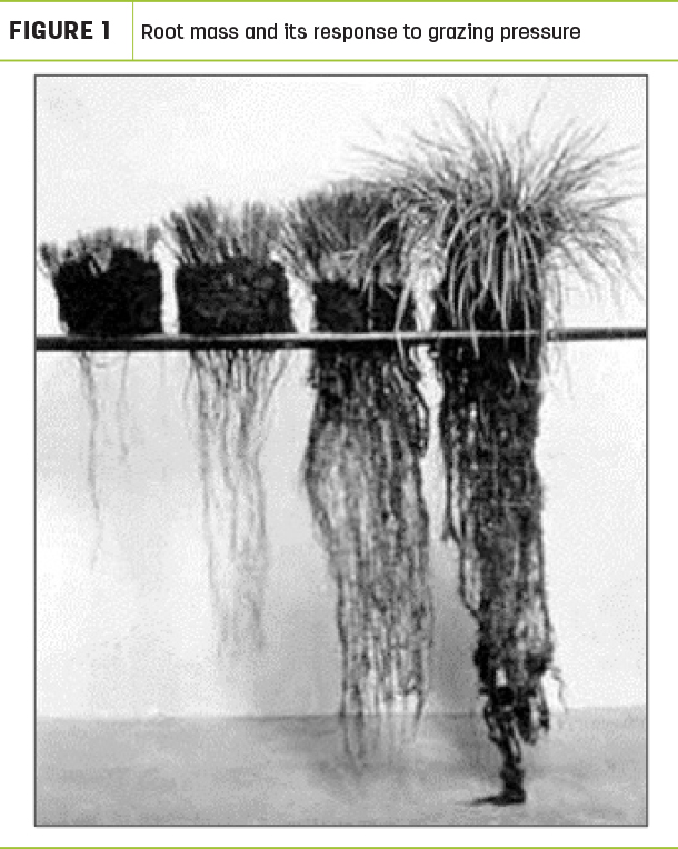 Root mass and its response to grazing pressure