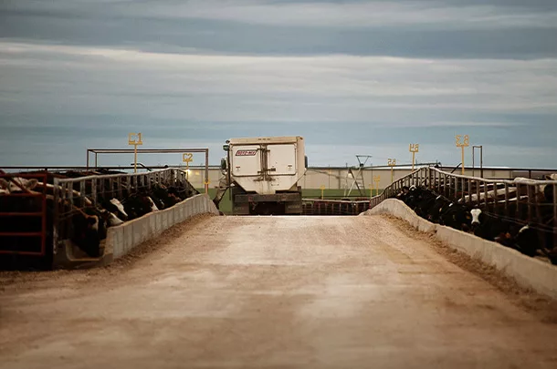 Feedlot
