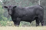 070720-bull-closeup.jpg
