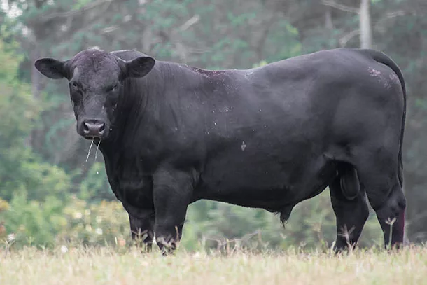 070720-bull-closeup.jpg