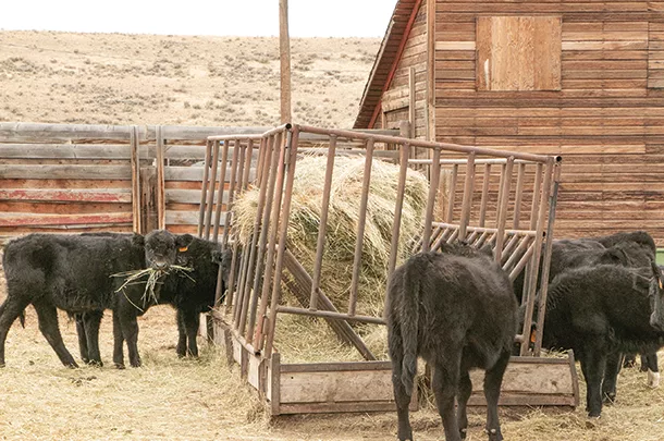 Feeding calves