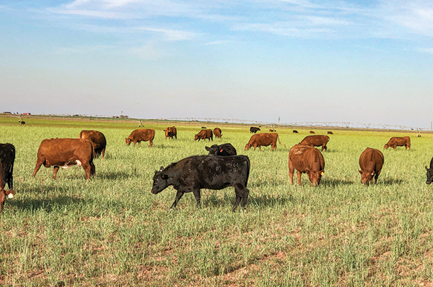 Grass-fed cattle 