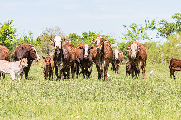 Herd of cattle in a pasture