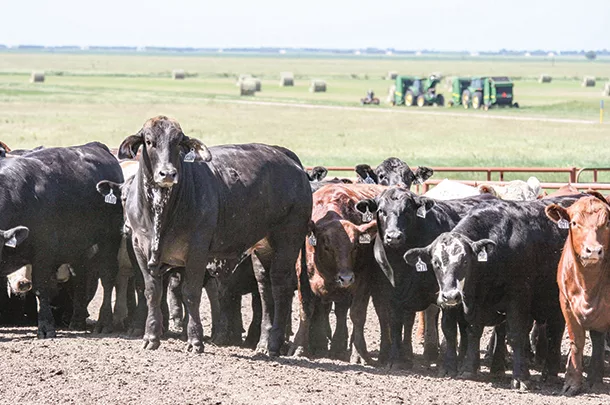 Cattle in a feedlot