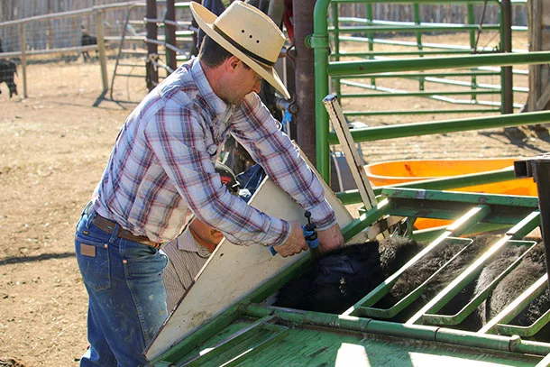 administering vaccination