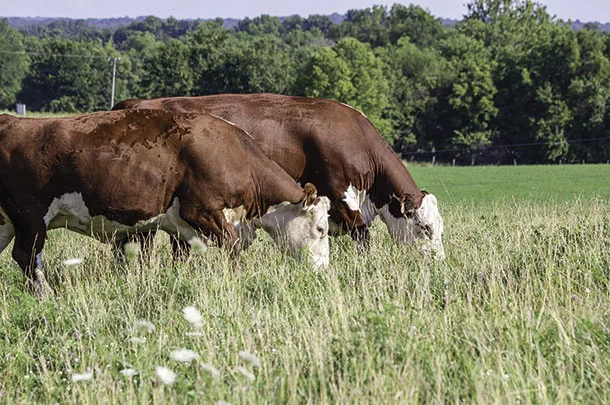 Cattle grazing