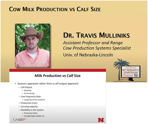 cow milk production vs calf size
