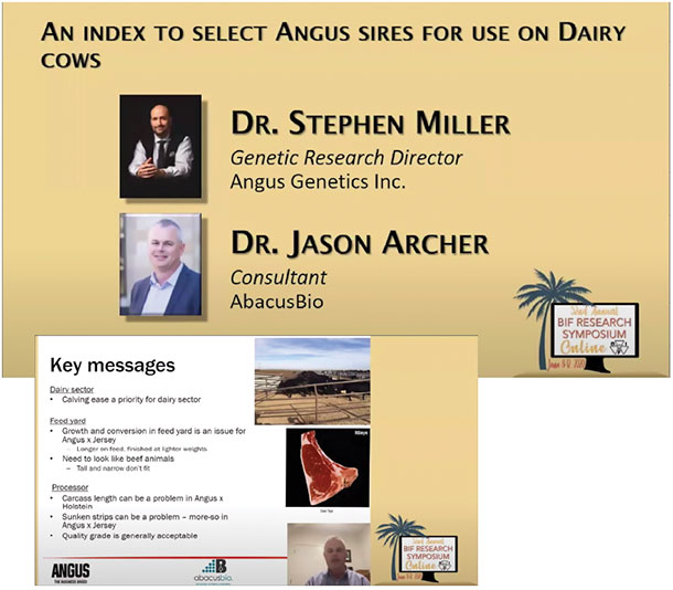 An index to select Angus sires for use on Dairy