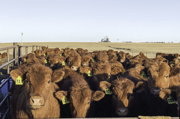 Cattle in a holding pen
