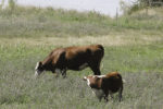 Cow calf pair
