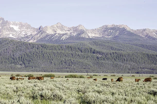 Grazing cattle