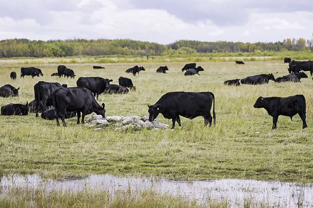 Cattle grazing