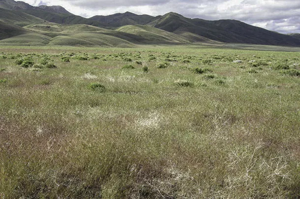 Ungrazed area