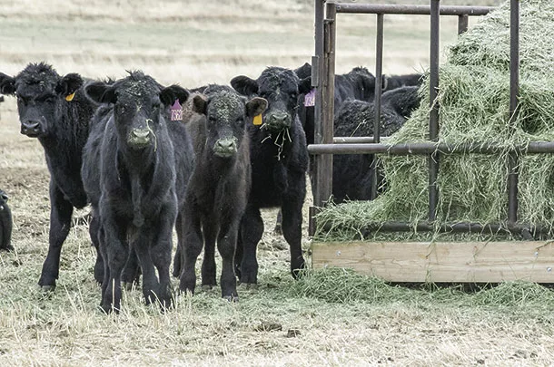 Replacement heifers