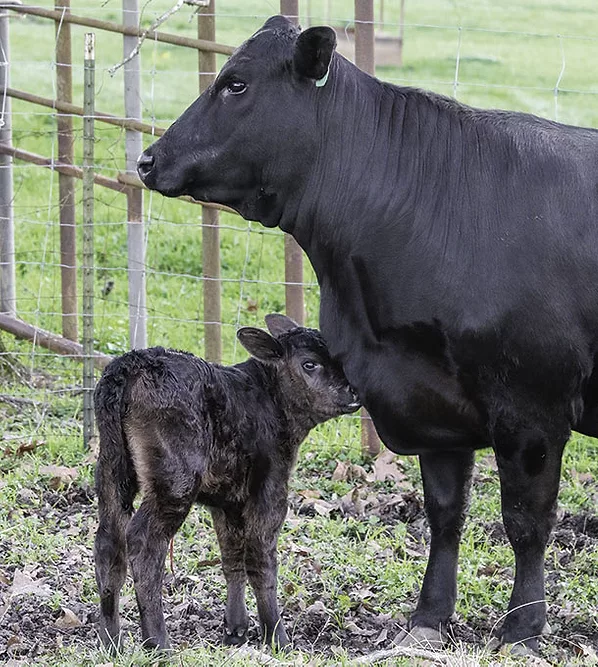 Cow calf pair