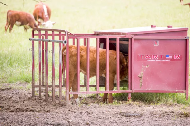 creep feeding a calf