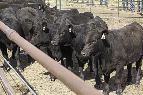 Cattle in a feedlot