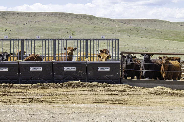 Cattle at the feedbunk