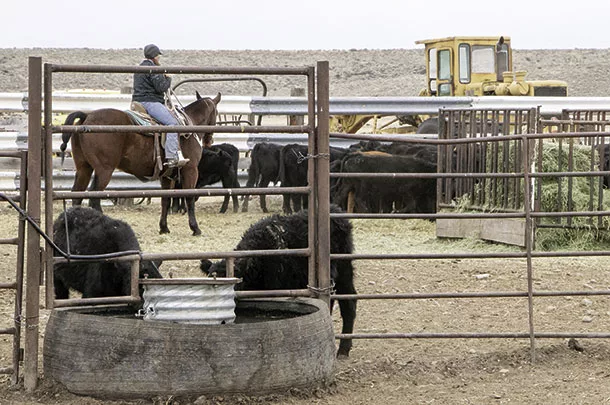 Providing good water and feed