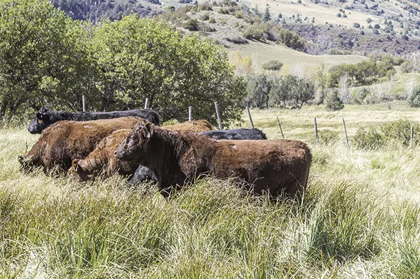 Cattle grazing