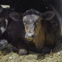 Dairy-beef calves