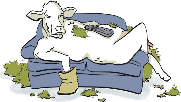 Couch potato cattle
