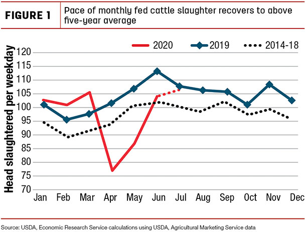 Pace of monthly fed cattle slaughter recovers to above five-year average