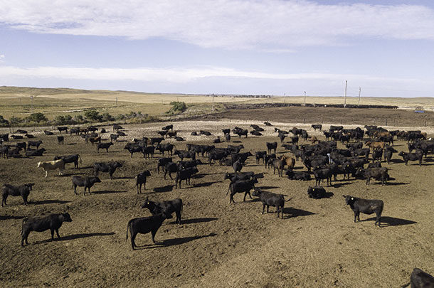 Bledsoe Cattle Company