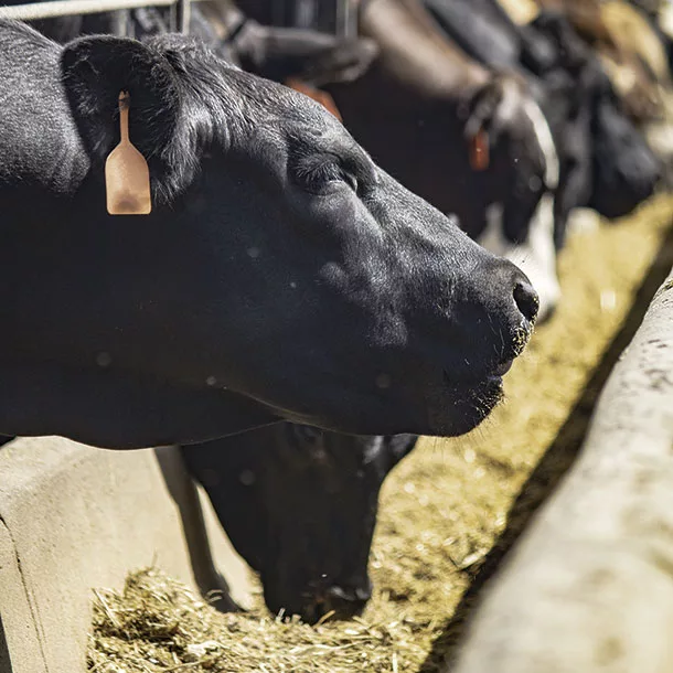 Cattle at the feedbunk