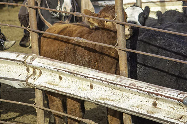 Moving cattle