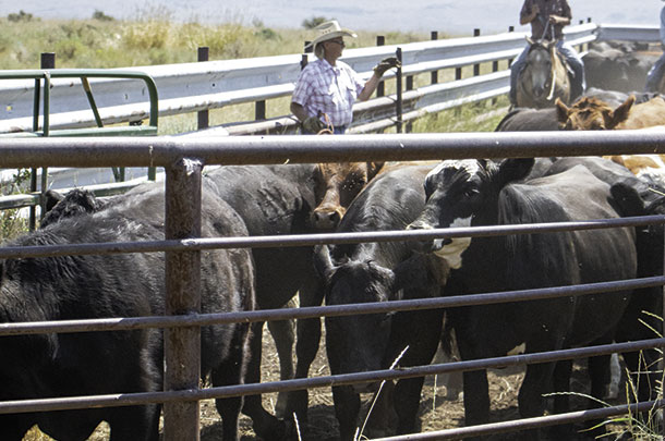 Slowly moving cattle