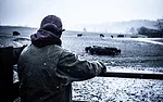 Cattle in winter