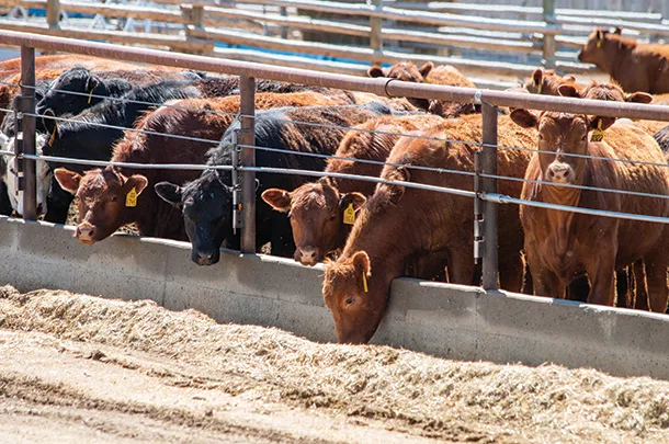 Cattle at the feedbunk