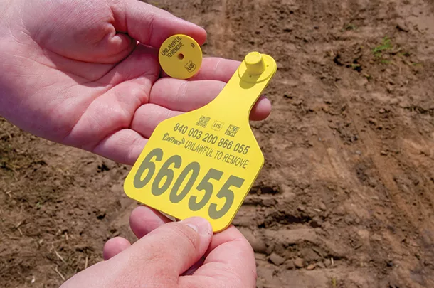 Yellow U.S. CattleTrace eartags