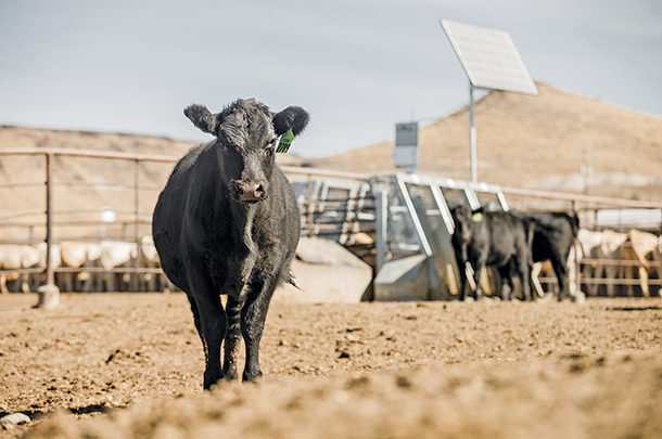 Technology application throughout the beef life cycle - Progressive Cattle  | Ag Proud