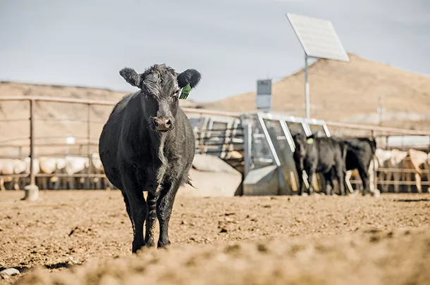 Cattle with a feeding system