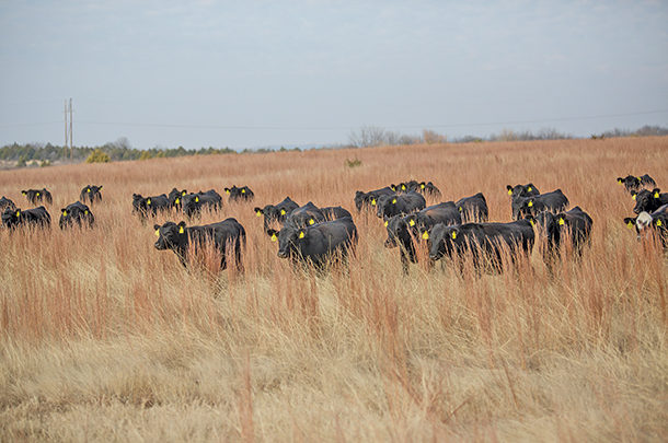 Ask the Consultant: 'Winterizing' your cows: Nutrition going into the  dormant season - Progressive Cattle | Ag Proud