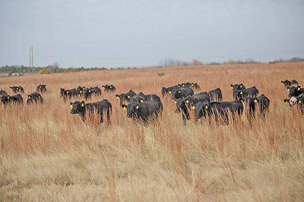 Grazing cattle