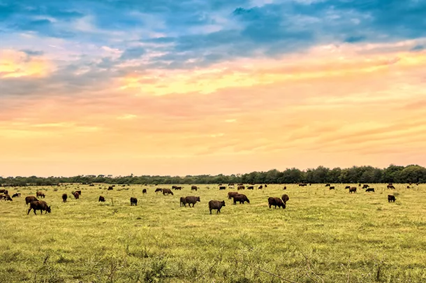 Cattle grazing