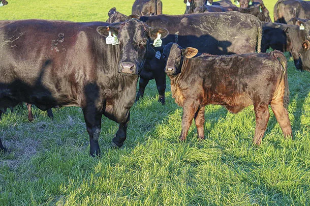 Grazing cattle