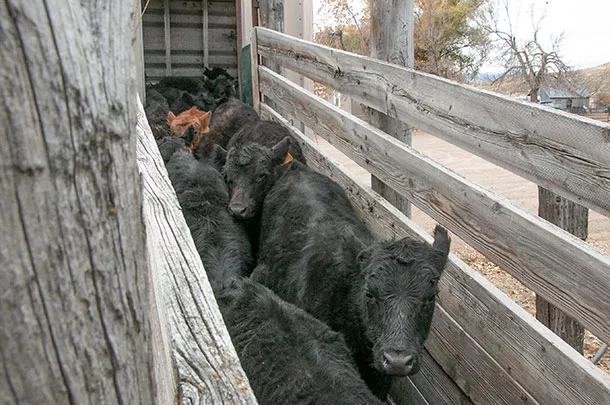 Moving cattle