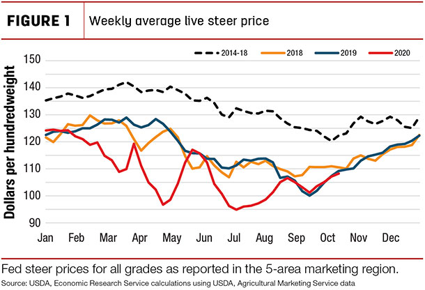 weekly average ive steer price
