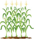 Corn harvest