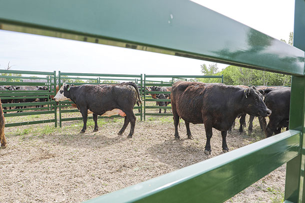 Look beyond poor temperment to see how "bad cows" affect your bottom line